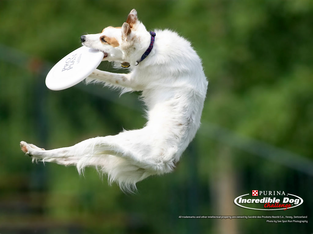 Filed under: Dog Wallpapers Tagged: | Dog Wallpapers, frisbee, purina