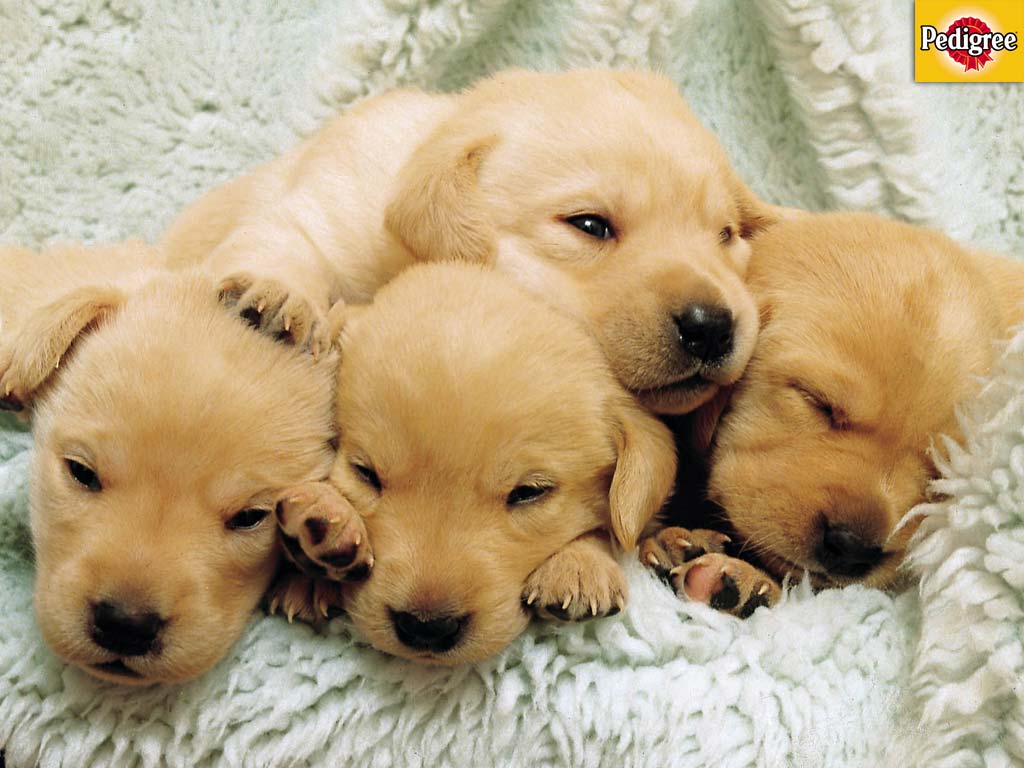 6 more Pedigree Dog and Puppy Wallpapers » gretrieverlitter_1024