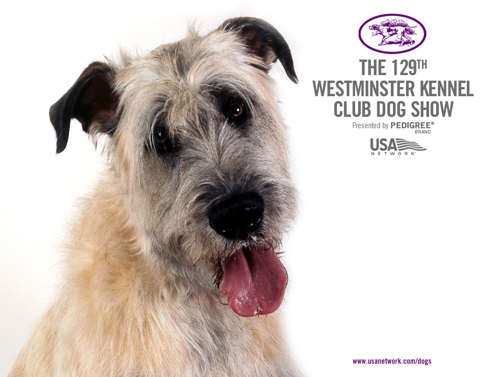 9 Westminster Kennel Dog Show Wallpapers! | Mutt News